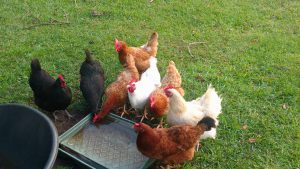 Chickens pecking at feed offered in a feed pan.