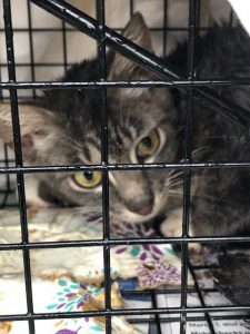 Cat that was captured and released after being neutered through a Martin County 4-H Project