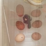 baby chick in incubator