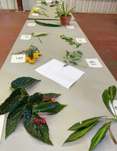 Table displaying plant specimens in the Horticulture ID Contest
