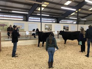 Members competing in Agricultural Judging Contest observing a group of cattle