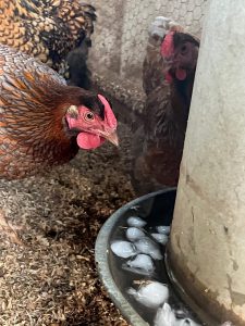Add ice cubes to your chickens water to cool them down.