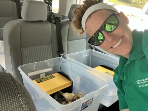 Picture of Dana Stephens transporting baby chicks from an elementary school to their home farm as part of 4-H Embryology Project.