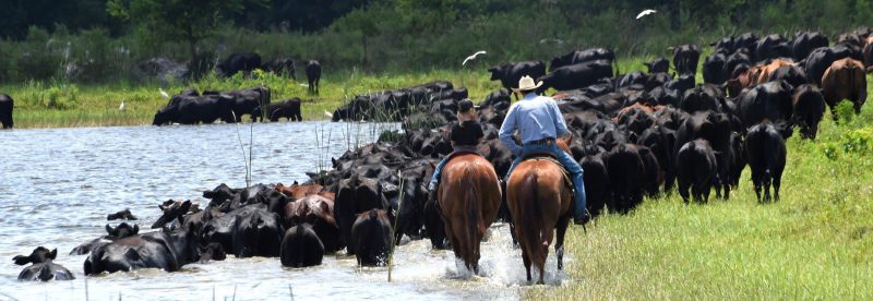 Driving Cattle through wet area