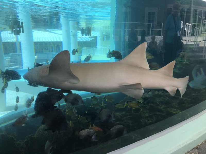 Aquauarium shark