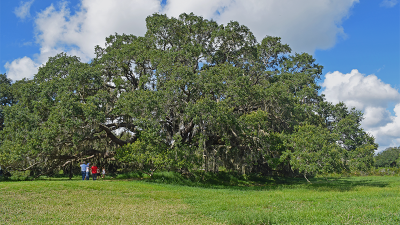 Giant Oak Tree on the banks of the Kissmmee River at Butler Oaks Dairy
