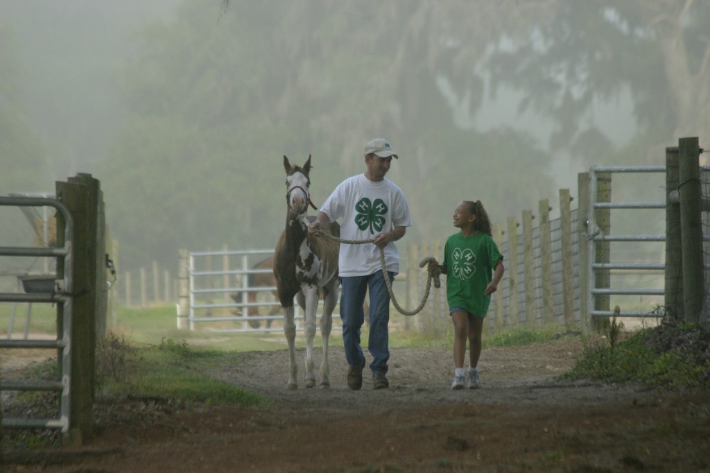 area-a-horse-advisory-committee-district-4-h