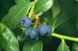 Crops in Season – Blueberries