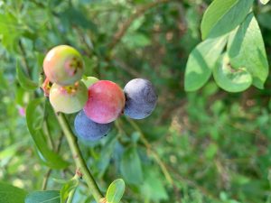 Stem of blueberries in various stages of ripeness of stem with leaves around