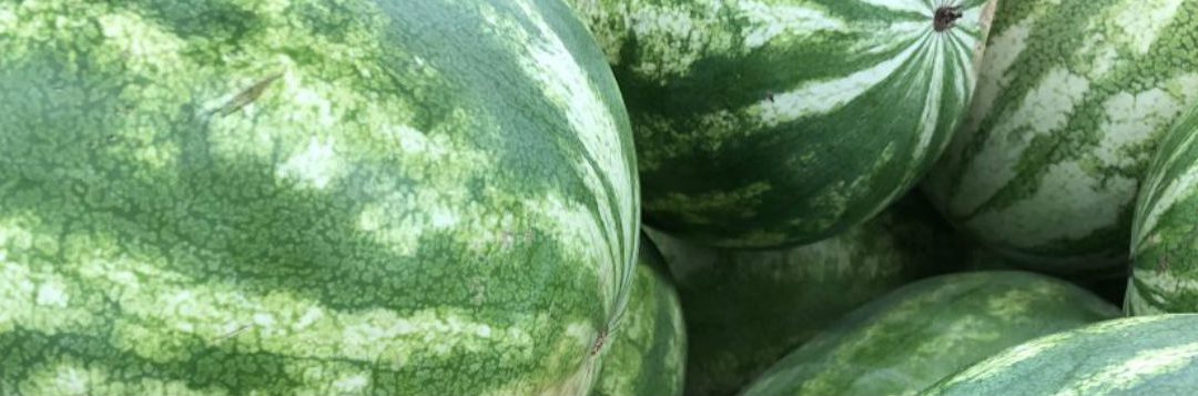 In Season: Watermelon