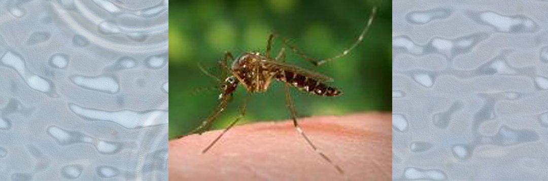 Warm Weather Brings People Out, and Mosquitoes Too