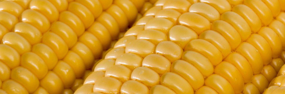 Is “Cooler Corn” Safe?