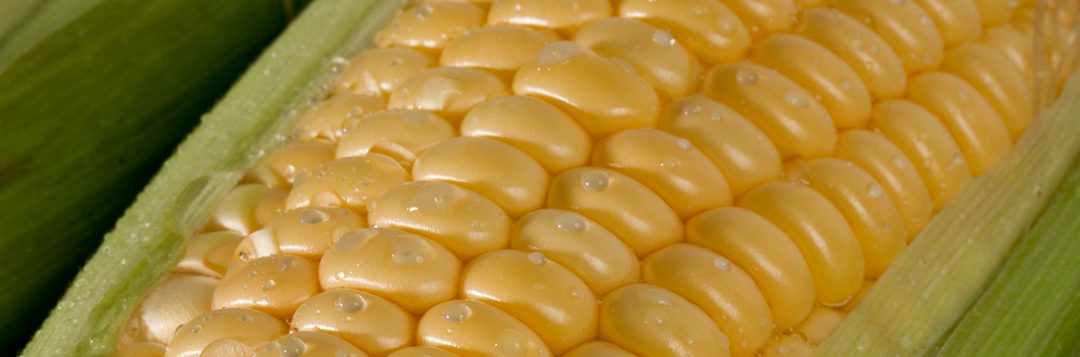 Produce Pointers – Corn