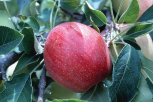 Red apple on tree