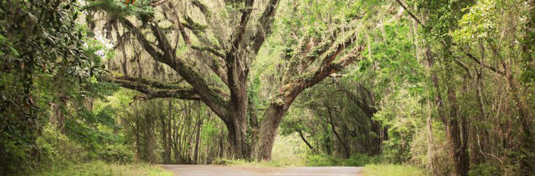 More Trees, Please