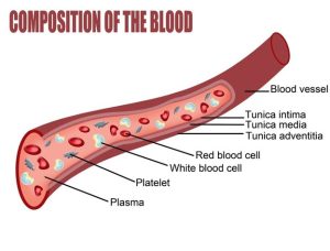 Image of the components in blood including plasma, platelets, white blood cells, red blood cells, and blood vessel.