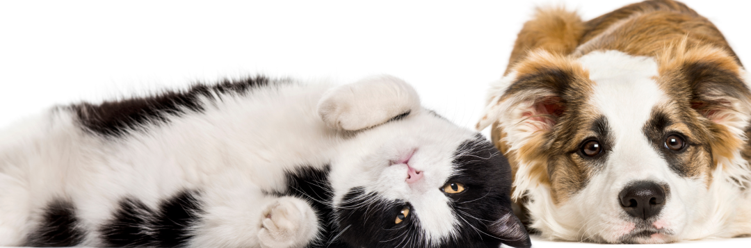 Pets are Good for Mental Health