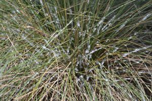 Muhly grass infested with mealybug. Photo: Beth Bolles