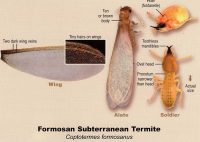 Formosan-termite