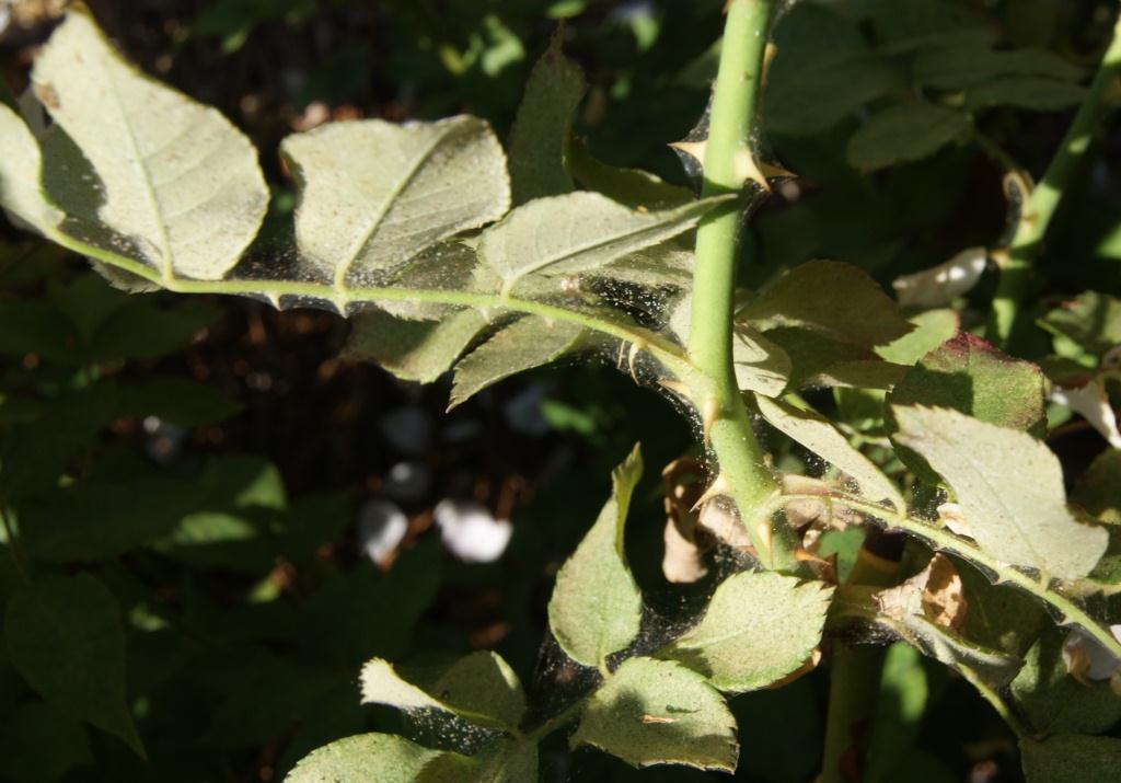 As Summer Approaches, Spider Mites Attack Ornamental Shrubs