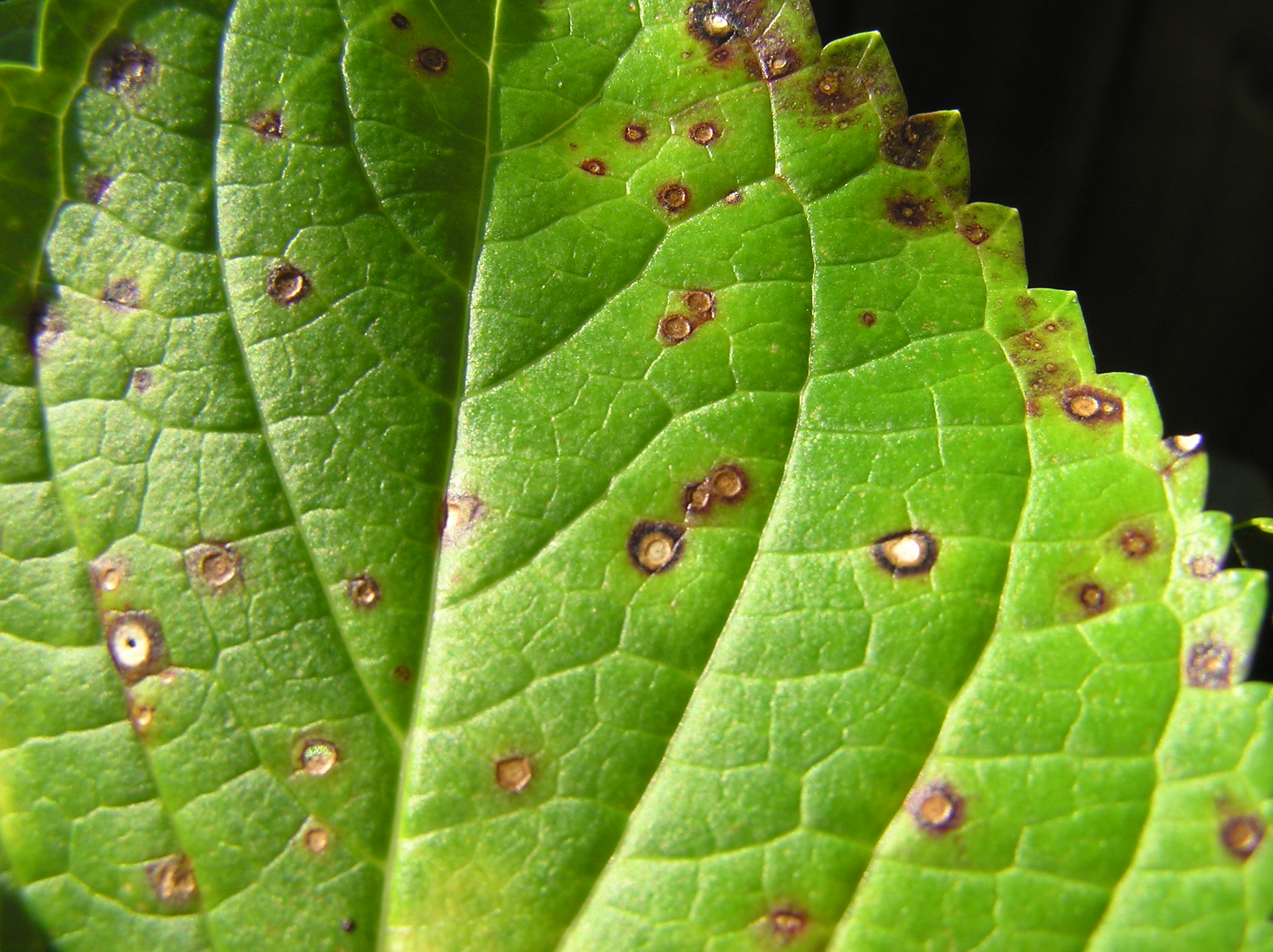Leaf spots may mean a fungal disease