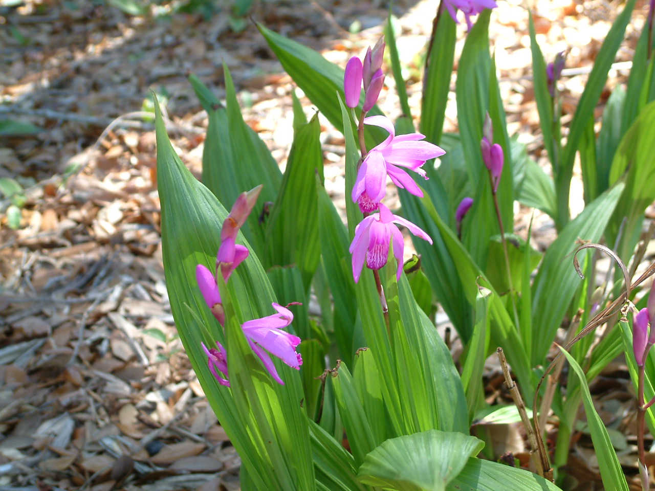 Ground Orchid