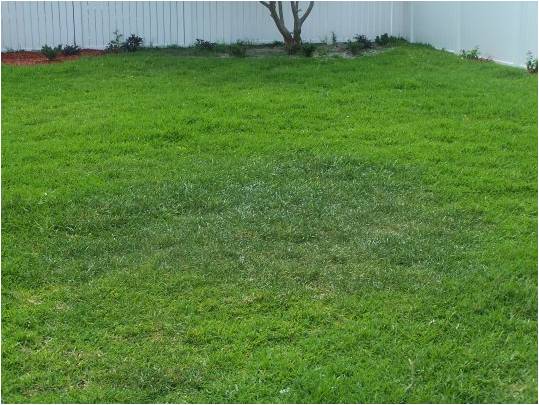 Steps to Keeping a Healthy Lawn