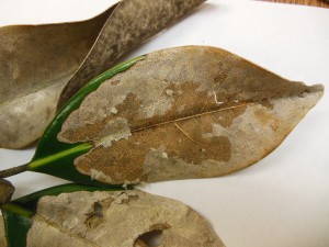 Southern magnolia leaves with anthracnose infection