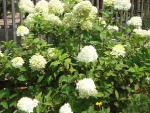 Hydrangea paniculata 'Limelight'2