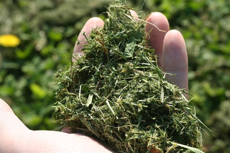 6 Reasons You Should Never Bag Your Grass Clippings