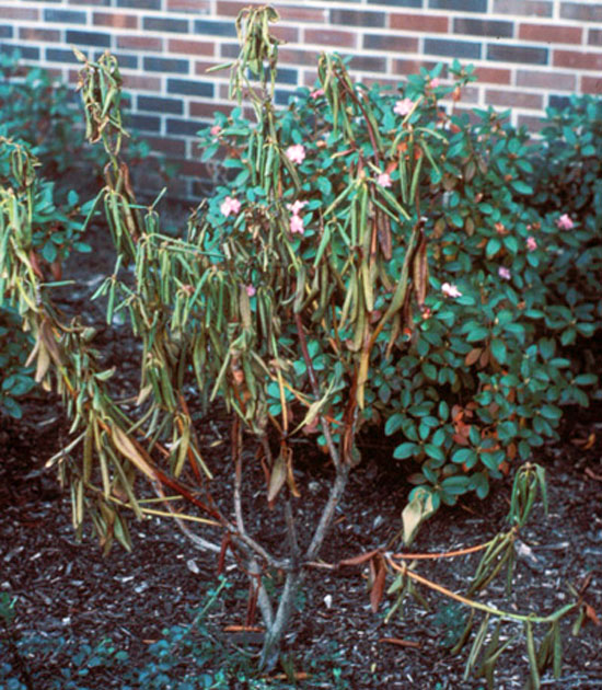 Symptoms of Root Rot on Azalea