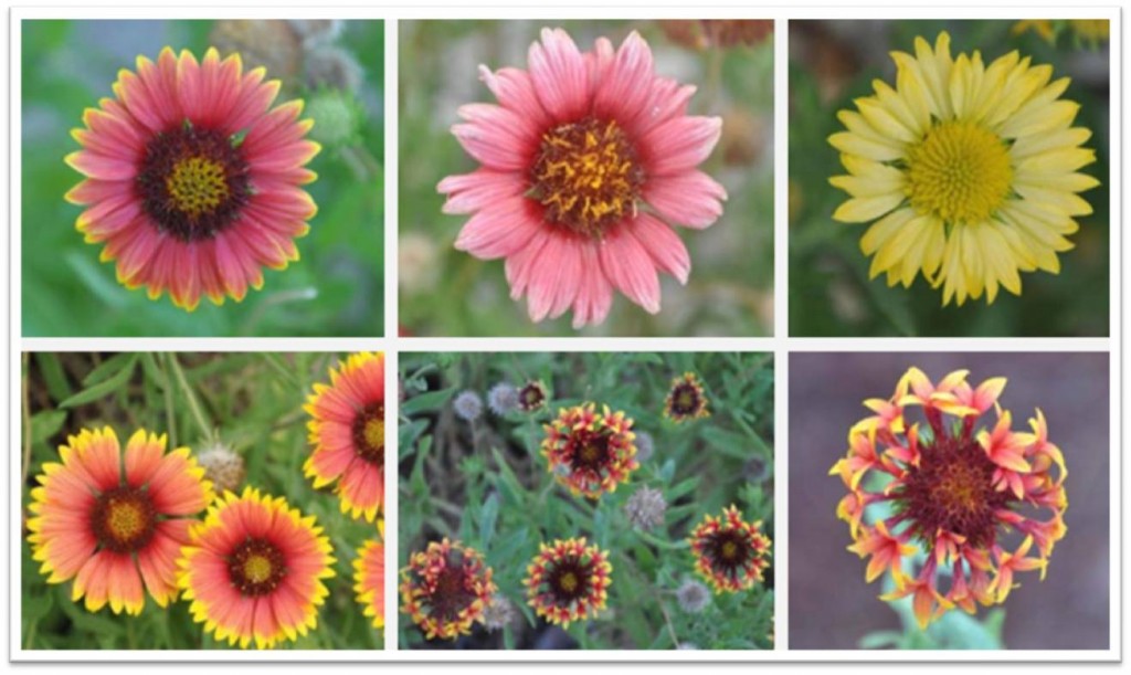 Gaillardia pulchella for Summer Color Gardening in the Panhandle