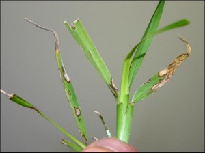 Gray leaf spot symptoms on St. Augustinegrass. Photo credit: UF/IFAS Extension