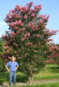 Crapemyrtle Cultivar: 'Sioux' Image Credit: Gary Knox