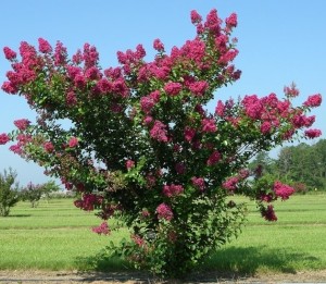 Crapemyrtle Cultivar: 'Tonto' Image Credit: Gary Knox