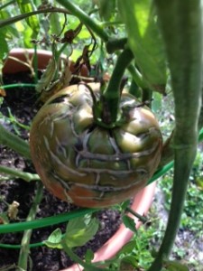 cracked Cherokee Purple tomato on the vine