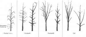 "Florida fancy" is the best quality of tree, with quality decreasing to "cull" level.  Notice the difference in branch angles and direction between each group. Figure courtesy FDACS, Division of Plant Industry