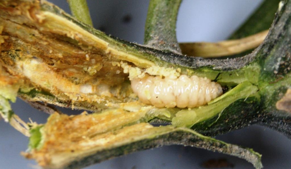 Squash Vine Borer Eggs Photo