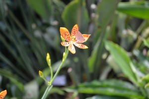 A hairstreak butterfly visits the Blackberry lily flower.