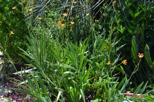 Blackberry lily foliage_bbolles