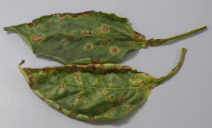 Cercospora leaf spot in Pepper Image Credit Matthew Orwat