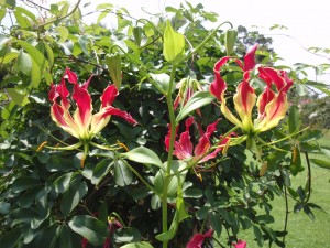Flame lily growing with a spring blooming vine.  