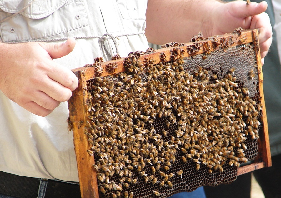 Third Annual UF/IFAS Beekeepers Field Day & Trade Show, Chipley FL, November 2, 2013!