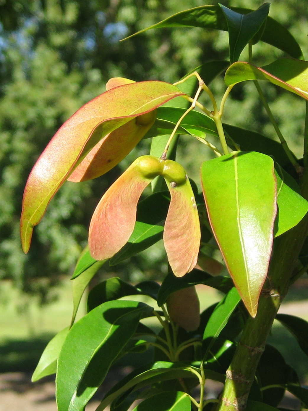 New Plant Profile: Faber’s Maple, Acer fabri