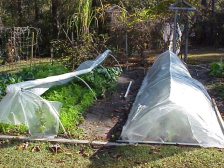Protect Tender Vegetables From Coming Freezing Temperatures