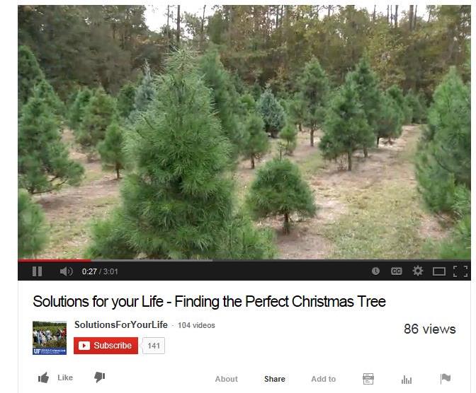 Video – Finding the Perfect Christmas Tree