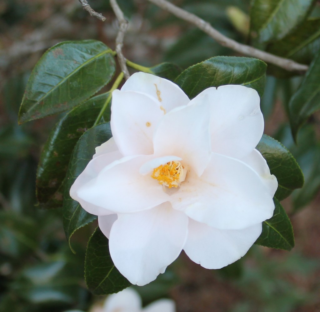 Flower of Camellia japonica 'Magnoliaeflora' Image Credit Matthew Orwat