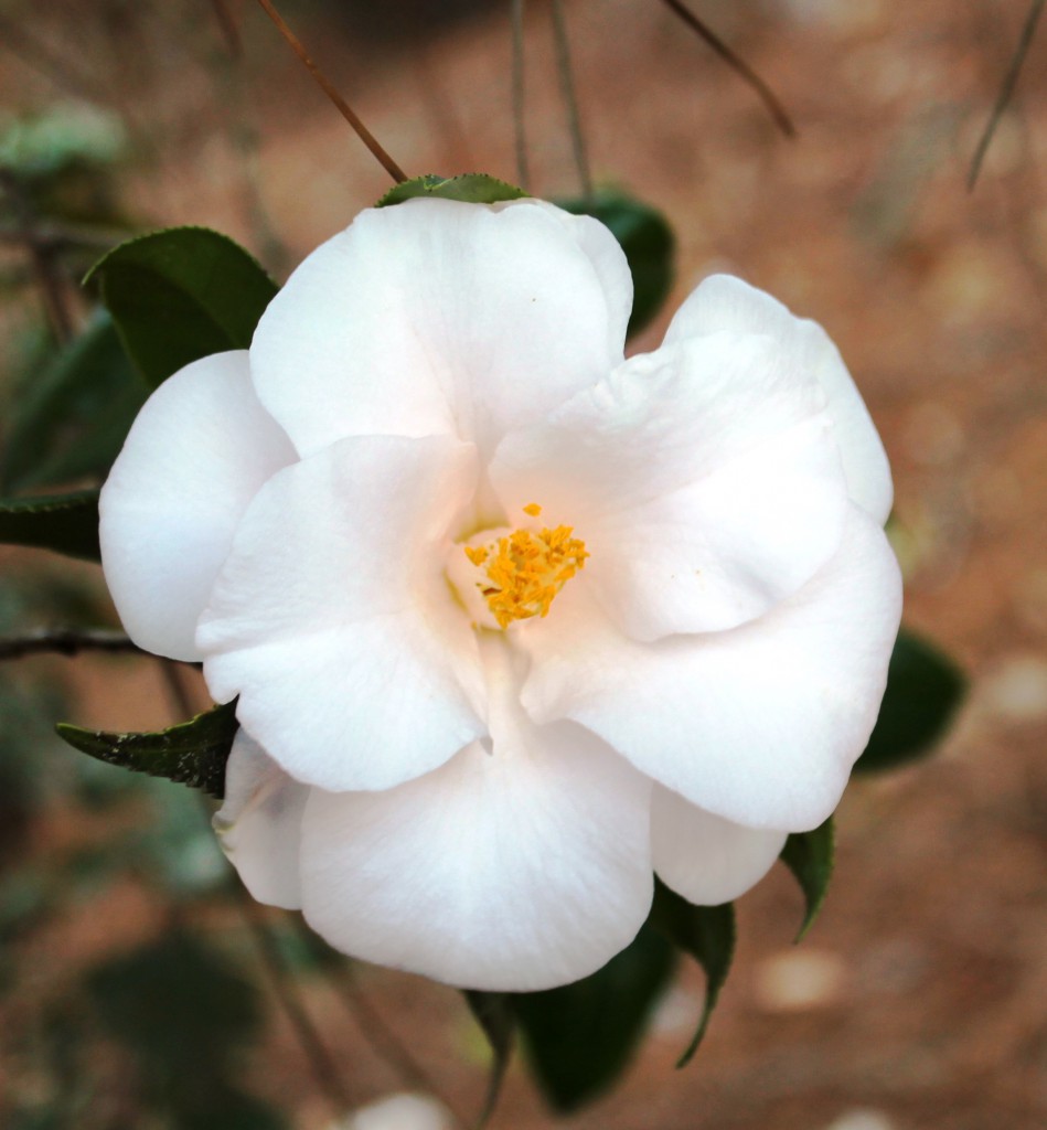 Flower of Camellia japonica 'Magnoliaeflora' Image Credit Matthew Orwat
