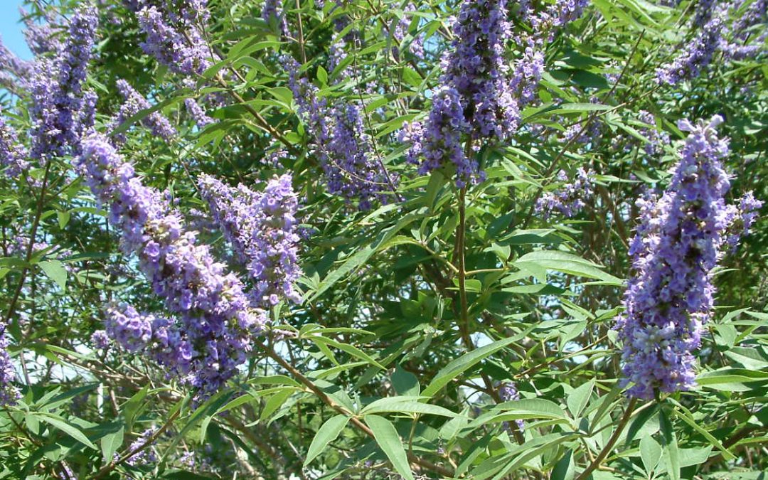 No Mow March: 3 Pollinator-Friendly Shrubs for the Rest of the Year