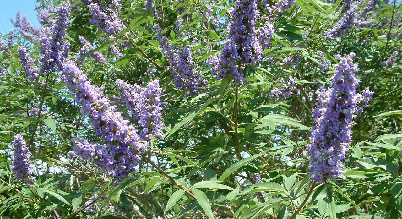 No Mow March 3 PollinatorFriendly Shrubs for the Rest of the Year